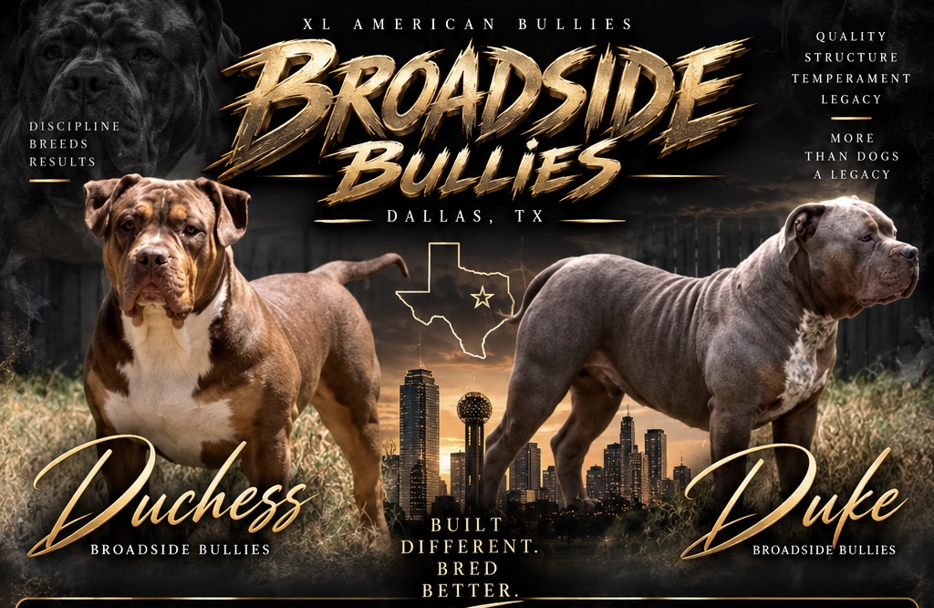 Broadside Bullies black and gold banner featuring Duchess and Duke in Dallas, Texas