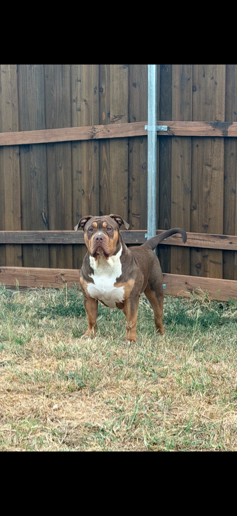 Duchess standing in the yard