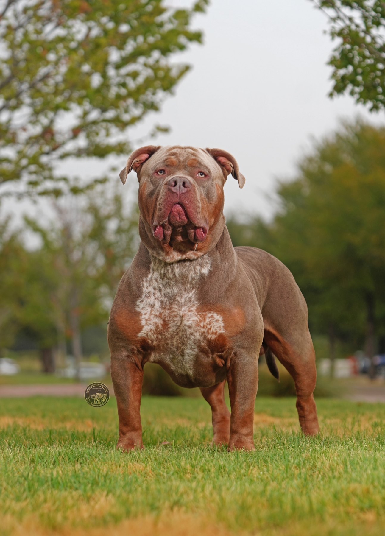 Duke standing outdoors
